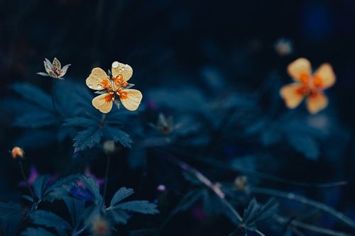 Tormentil bloem in nacht blauwe tinten | Natuur fotografie