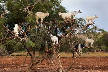 Goat climbing in Arganboom in Morocco by Peter de Kievith Fotografie