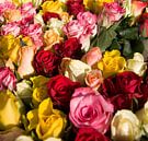 Gekleurde rozen van Sandra de Heij thumbnail