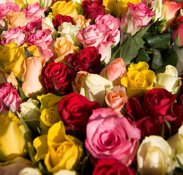 Gekleurde rozen van Sandra de Heij