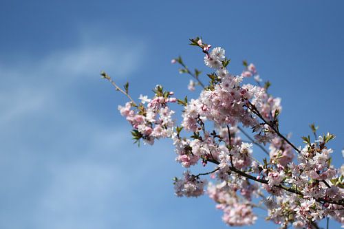 Fleur de cerisier japonais