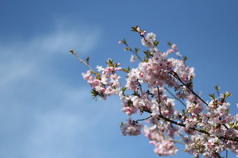 Japanische Kirschblüte von Marcel Alsemgeest