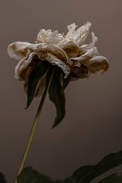 Floral Essence VI van Wendy Bos