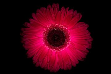 purple gerbera by Benjamin Admiraal