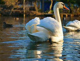 White swan, mute swan, on the water.