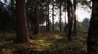Bos in Overloon Noord-Brabant