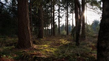 Wald in Overloon Nord-brabant  von Annemiek van Eeden