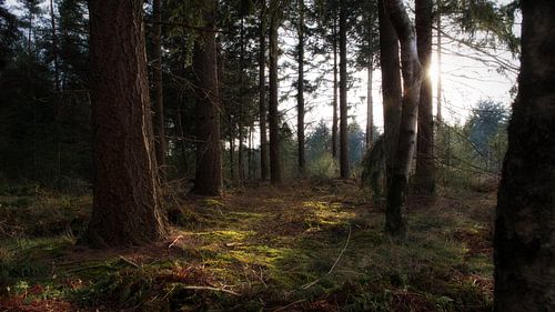 Bos in Overloon Noord-Brabant