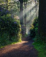 Radiant Rhododendrons