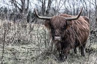 Schottische Highlander-Kuh aus nächster Nähe. in den Wäldern von Robinotof Miniaturansicht