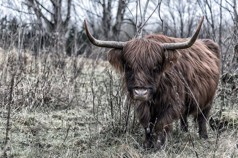 Schottische Highlander-Kuh aus nächster Nähe. in den Wäldern von Robinotof