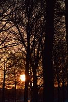 bomen