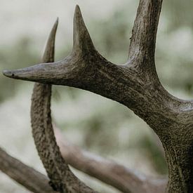 deer antlers by Nadine Rall