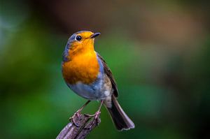 Robin