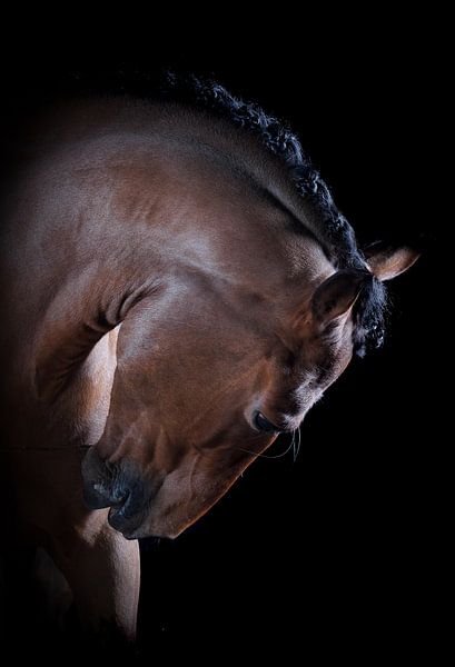 Horse and Ponies by Maaike Krimpenfort