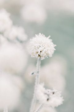 Frost | Macro photographie de la nature art mural en hiver sur Milou van Ham