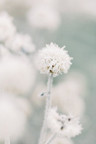 Frost | Makro Naturfotografie Wandkunst im Winter von Milou van Ham