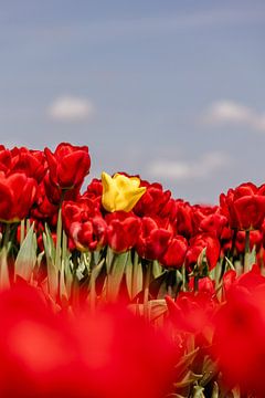 Tulipe jaune dans un champ de tulipes rouges sur Dana Schoenmaker