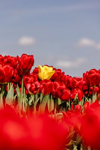 Gelbe Tulpe im roten Tulpenfeld