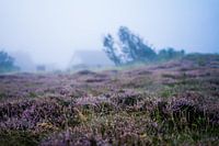 Heide