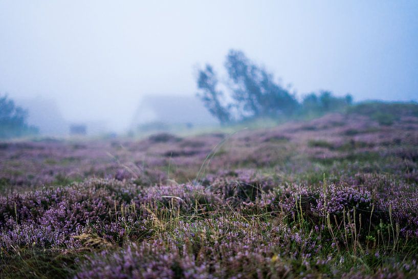 Heide by Mirella Lukens