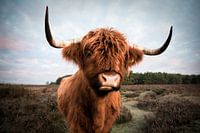 Schottischer Highlander