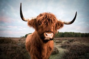 Schottischer Highlander