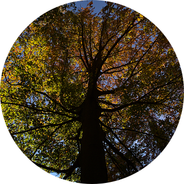 Beuk in herfst met verkleurde bladeren van Timon Schneider