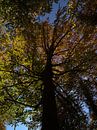 Beuk in herfst met verkleurde bladeren van Timon Schneider thumbnail