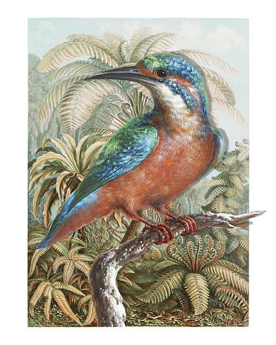 The Common Kingfisher