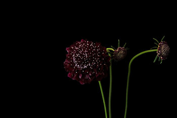 Crimson Crown