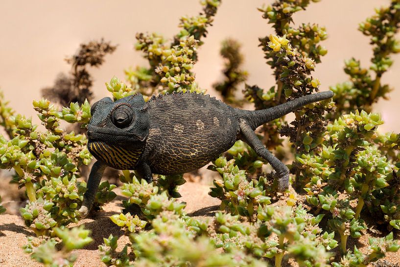 Namibia by wim verrijp