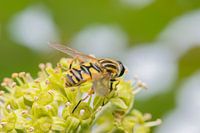 Hoverfly on ivy