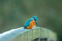 ijsvogel op een bruggetje