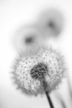  Paardenbloem trio in Zwart-wit