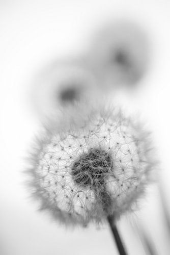  Paardenbloem trio in Zwart-wit