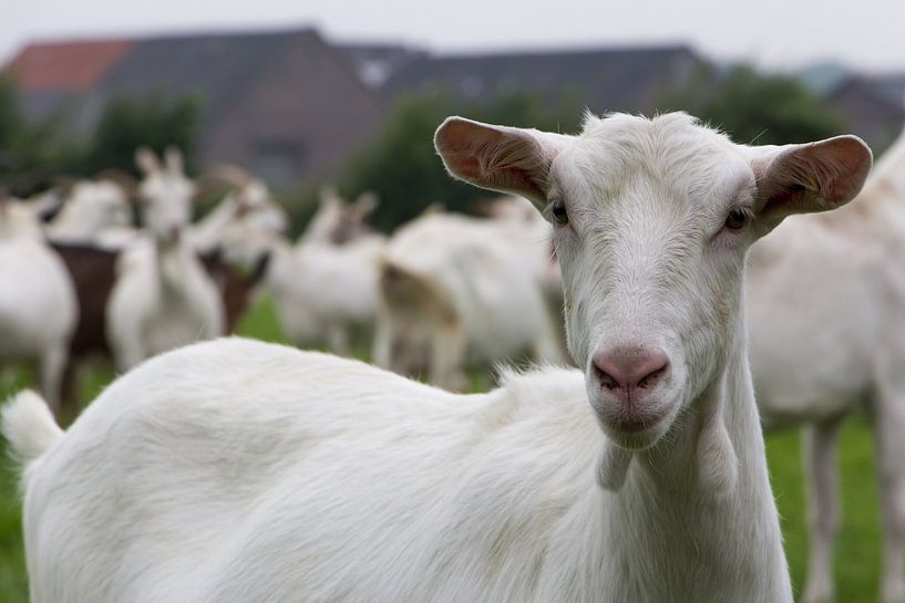 White goat portrait by Hilda Weges