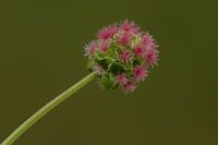 Kleiner Wiesenkopf