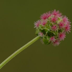 Salad burnet by Rafael Delaedt