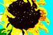 Sonnenblume von Maerten Prins