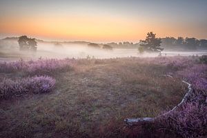 Lever de soleil brumeux sur Brunssummerheide