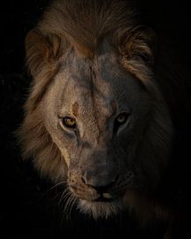 Portrait of a lion by Lars Korzelius