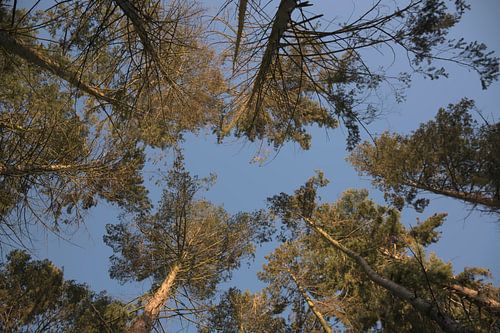 A view of the treetops