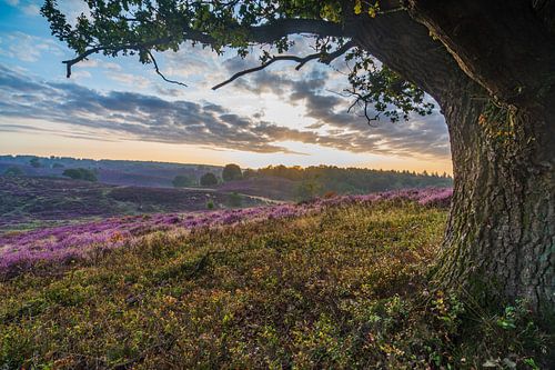 The heather in bloom