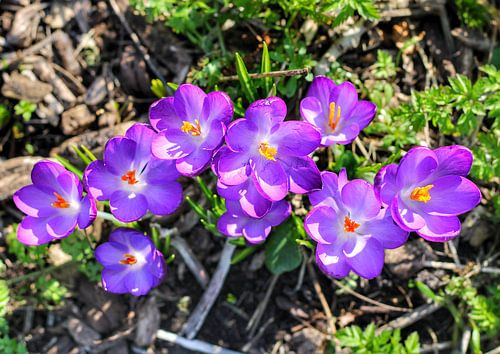 Crocus violets panachés