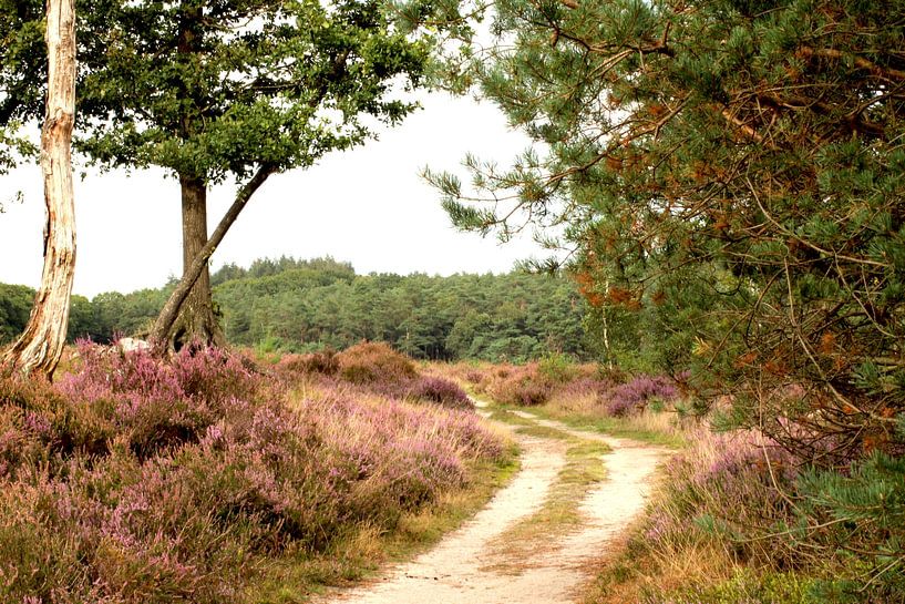 Purple fields, Veluwe, Netherlands by Michaela Siamplis