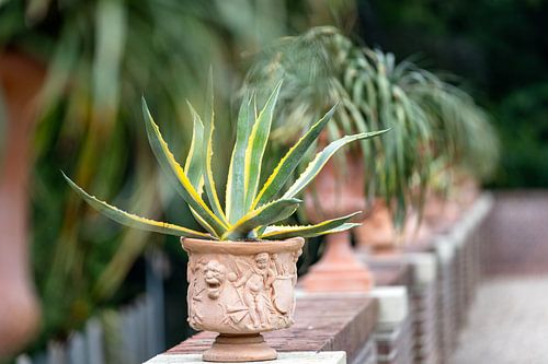 Aloë Vera in terracotta plantenpot