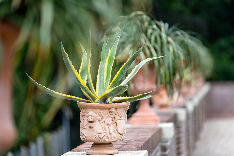 Aloe Vera im Terrakotta-Pflanztopf von Fotografiecor .nl
