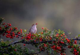 Einen Snack genießen von Costas Ganasos