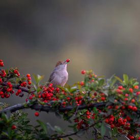 Enjoying a snack van Costas Ganasos